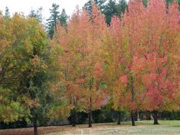 2008Fallcolors-29